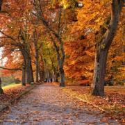 Essex has several enjoyable walking routes to take this autumn season (Canva)
