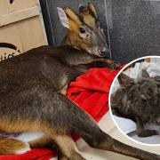 South Essex Wildlife Hospital cares for  'increasing number' of injured muntjac deer