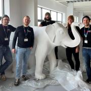 Unveiling - unwrapping the elephants for the artists