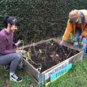 Incredible Edible - growing your own in Leigh Library Gardens