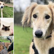 There are a few pets from the Essex RSPCA centres and Danaher Animal Home who are looking for new owners