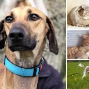 A fair few pets around Essex are hoping to find new owners
