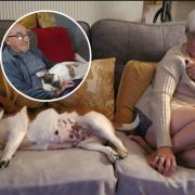 Dog lovers - Ronnie and Elaine have welcomed five furry friends to their home since August