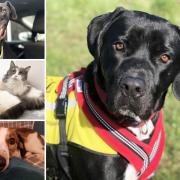 Many animals in Essex need new owners