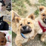 Could you give one of these animals a new home in the Essex area?