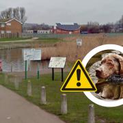 Canvey Lake warning: What is blue-green algae and why can it be dangerous?