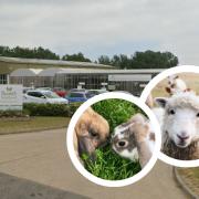 Farm animals return to popular Rochford garden centre - here's how you can meet them