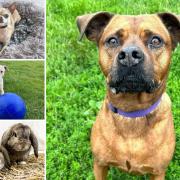 Could you give one of these pets a home in Essex?