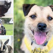 Could you give one of these pets a home in the Essex area?