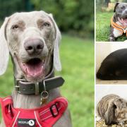 Can you give any of these animals a home in Essex?