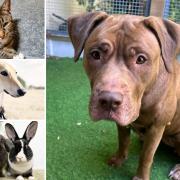 Could you adopt any of these pets?