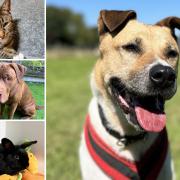 Could you adopt any of these Essex pets?