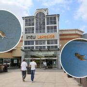 Former cleaner claims south Essex shopping centre is 'battling rat infestation'