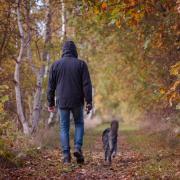 Listed - some of the best south Essex parks for dog walks