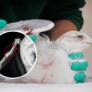 'Poor' gull rescued after 'horrific cruelty' on Canvey amid string of incidents