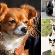Could you give any of these Essex pets a new home?
