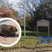 The simple steps you can follow to stop Southend parks being plagued by rats
