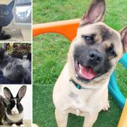 Could you give any of these pets a new home?