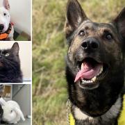 Could you give one of these Essex pets a home?