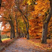 Autumn walks - delights in south Essex
