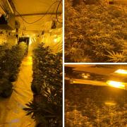 Seized - Police seized almost 1000 cannabis plants