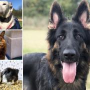Can you give any of these Essex pets a home?