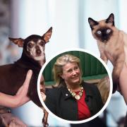 Presenting - Southend West MP Anna Firth's bill calling for a specific offence to pet abduction