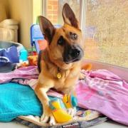 Dog owner speaks on first with 'cheeky' Basildon German Shepherd after adoption