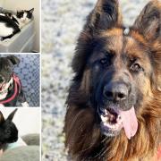 Could you give any of these pets in Essex a home?