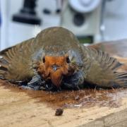 Issue - Robin injured by a glue trap