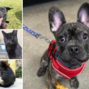 Could you give any of these pets in Essex a home?