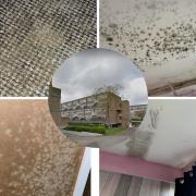 Mould infested - Ms Ebbs won a major payout against Estuary housing