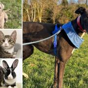 Could you find a home for any of these Essex pets?