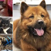 Could you give any of these pets a home in Essex?