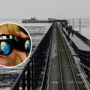 'Great news' as rare birds spotted at Southend Pier (with more expected tomorrow)