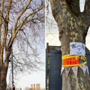 Activism - Protesters draped the tree in banners