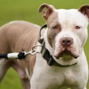 Stray XL Bullies will be put down if left unclaimed by owner, Essex council says