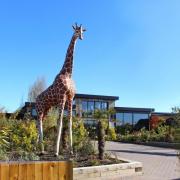 Exclusive - Colchester Zoo's ‘A Toast to Wildlife’ evening tours are returning with limited tickets