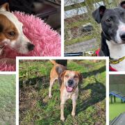 Dogs Trust Basildon has shared this week's pooches in need of forever homes.