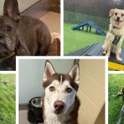 Check out Dogs Trust Basildon's latest pups looking for a forever home, including a husky and a bulldog.