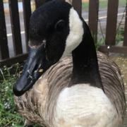Tributes paid to social media sensation Canvey Lake goose after 'fox attack'