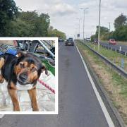 Dog 'keeping police company' after being found loose on A127 in south Essex