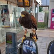 Here's why you might see (and hear) a bird of prey at a Southend train station