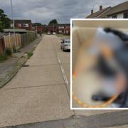 Cat found ‘hanging’ from fence panel in Basildon