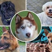 Meet five gorgeous pooches at Dogs Trust Basildon looking for their forever homes