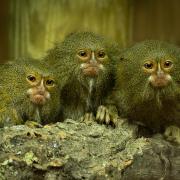 Adorable - three of the marmosets at Colchester Zoo
