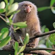 Colchester Zoo welcomed a troop of four female eastern pygmy marmosets to the site last week