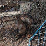 Two fox cubs had to be rescued after getting tangled in netting