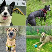 Meet the four Basildon Dogs Trust pups of the week looking for forever homes