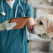 Experts found around 80% of vet practices aren’t listing prices online which can often spark confusion and lead to distrust around vet bills.
